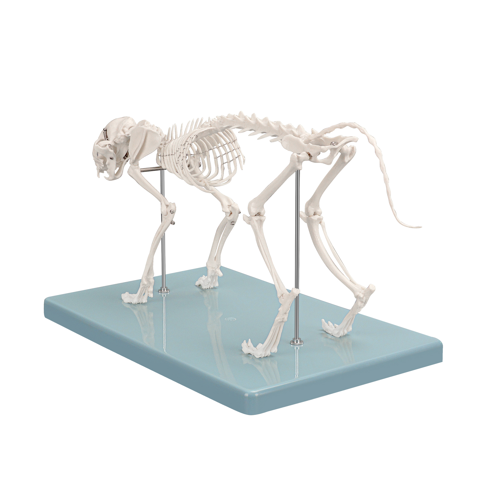 SimCoach Small Feline Skeleton Model, Veterinary Cat Model with Base