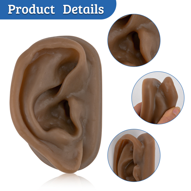 SimCoach Acupuncture Ear Model, Right Artificial Ear Replica for Auricular Therapy Teaching