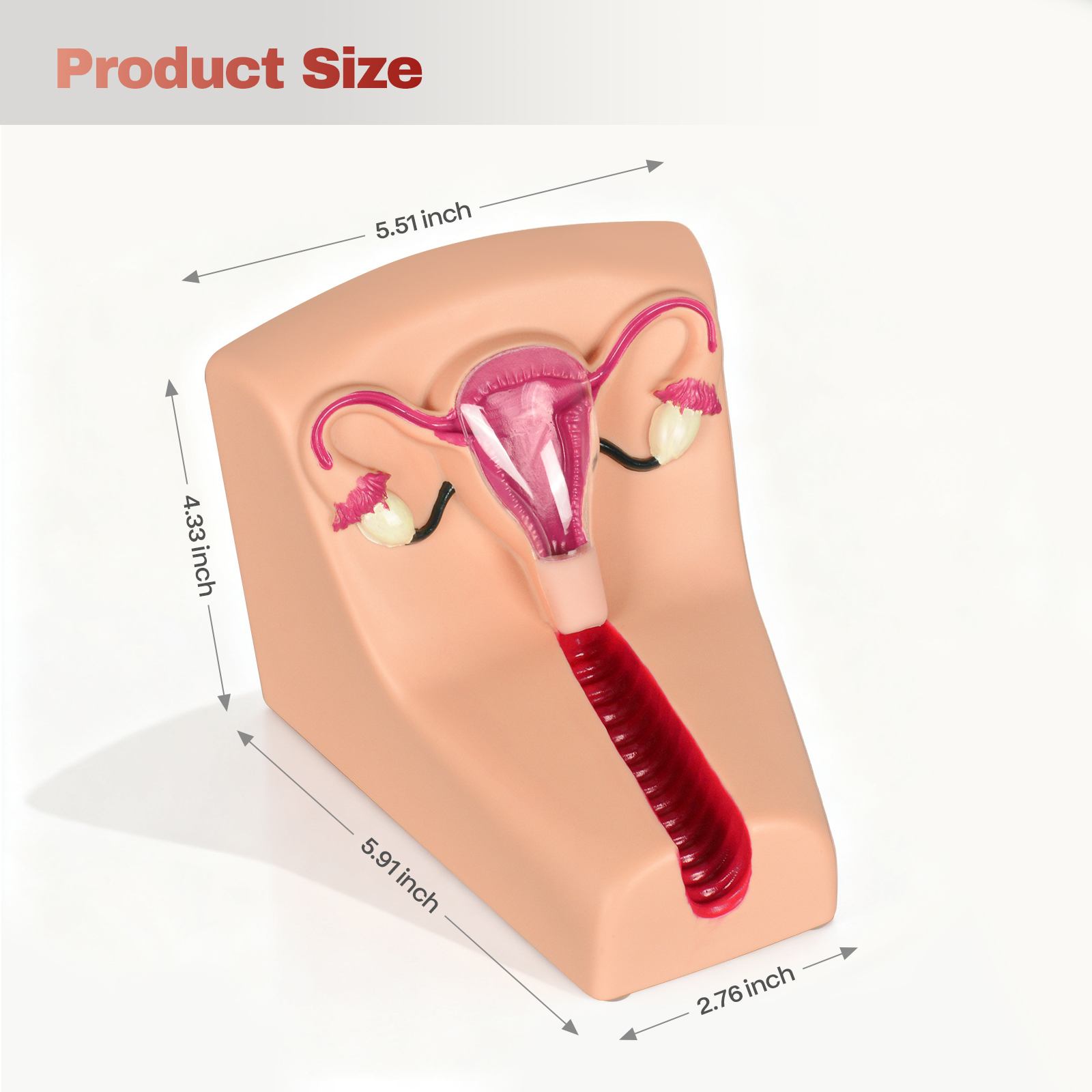 The Product Size of Female Intrauterine Contraceptive Device Simulator