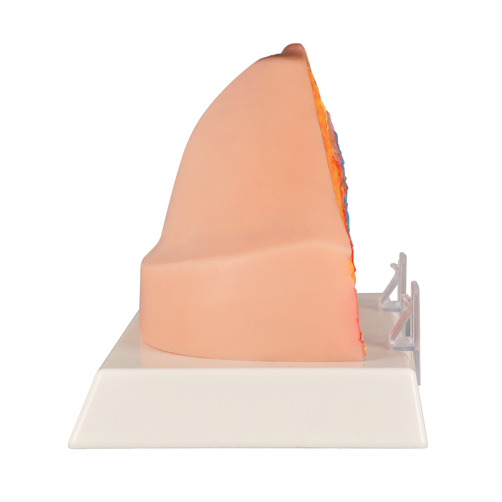 Breast Anatomy Teaching Tool With Internal Structures