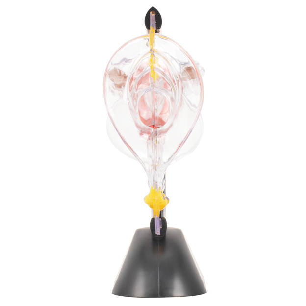 3D Anatomical Ulterus Education Model