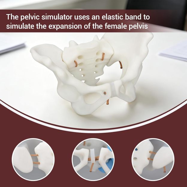 Mini Childbirth Education Model with Female Pelvis and Fetal Baby