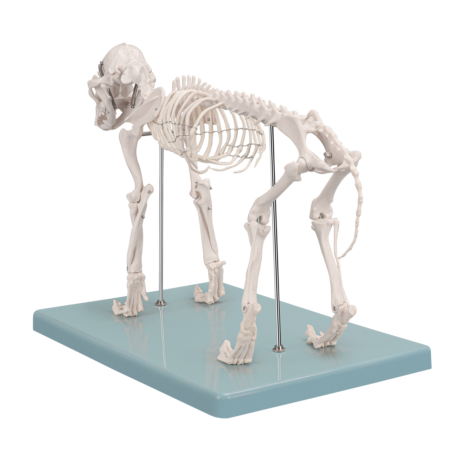 SimCoach Small Canine Skeleton Model, Veterinary Dog Model with Base