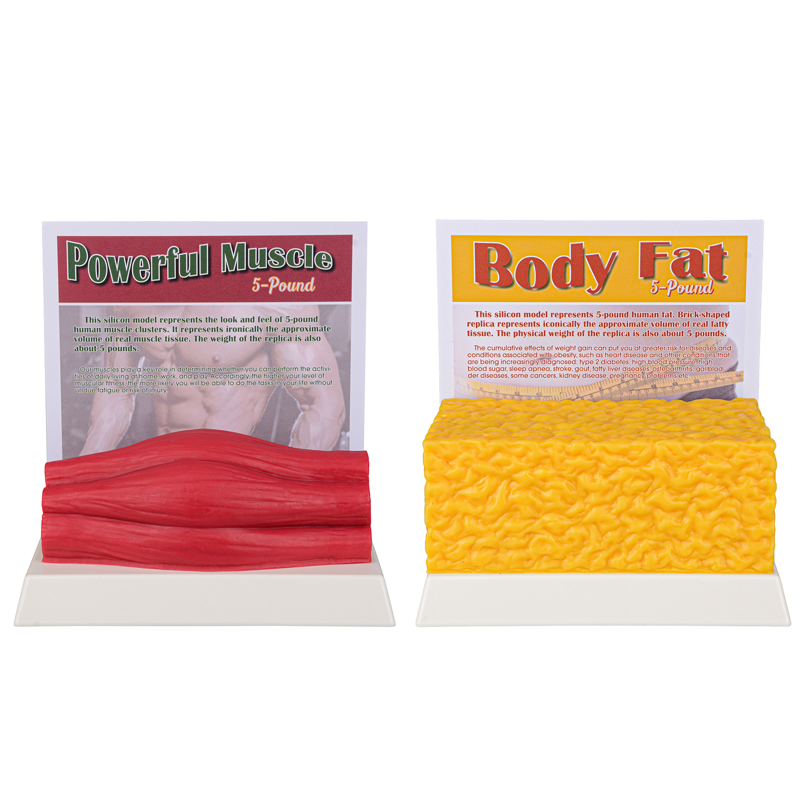 5 Pounds Fat Vs Muscle Training Set Display