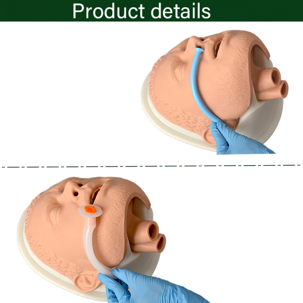 Realistic Adult Nasal and Oral Airway Simulation Model