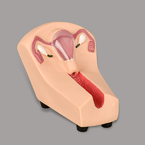 IUD Training Simulator