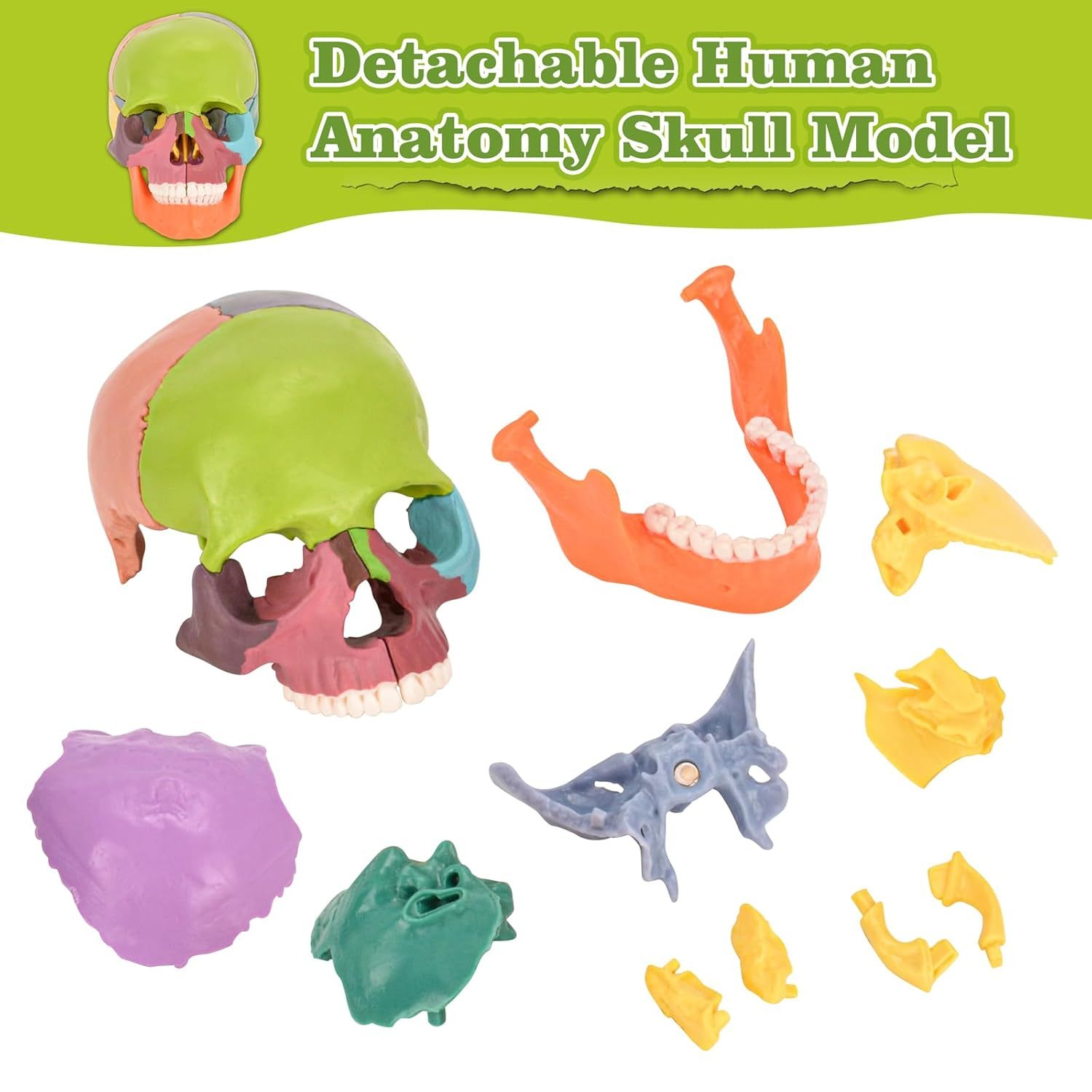 Educational Human Skull Model with Removable Parts