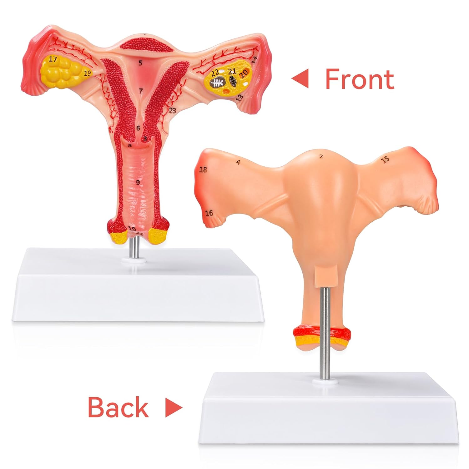 The Front and Back View of Uterus Ovary Anatomy Model
