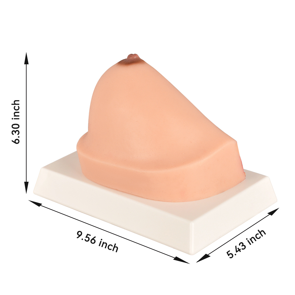 The Size Info of Normal Breast Cross-Section Anatomy Model