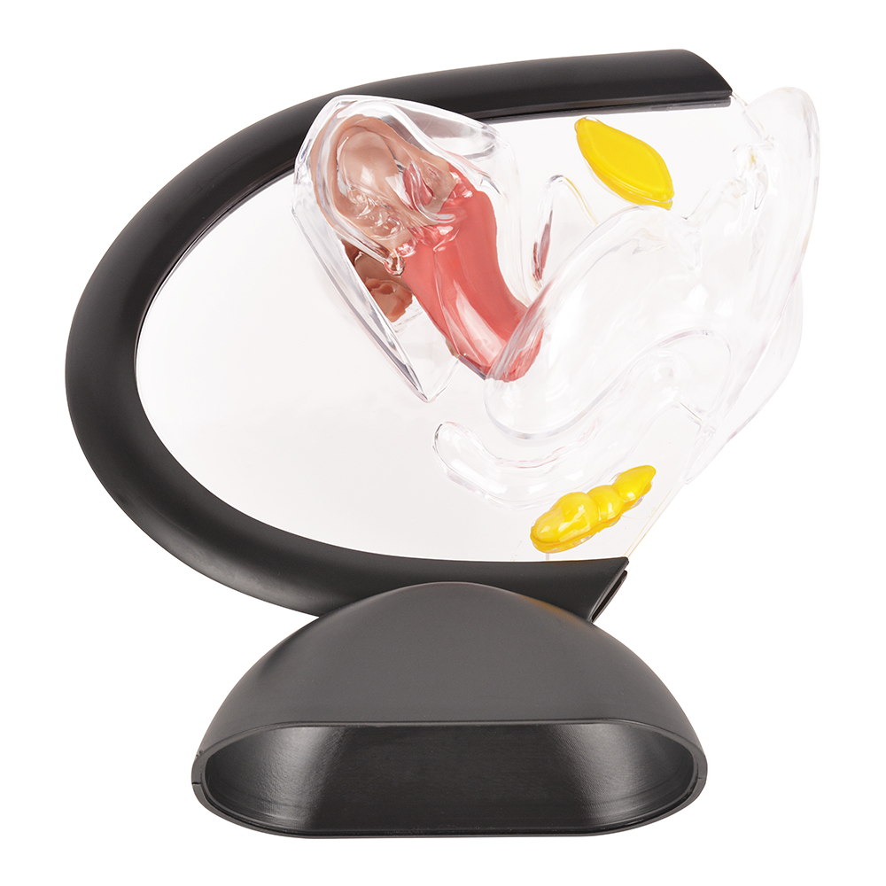 Female Reproductive System Pelvis Model