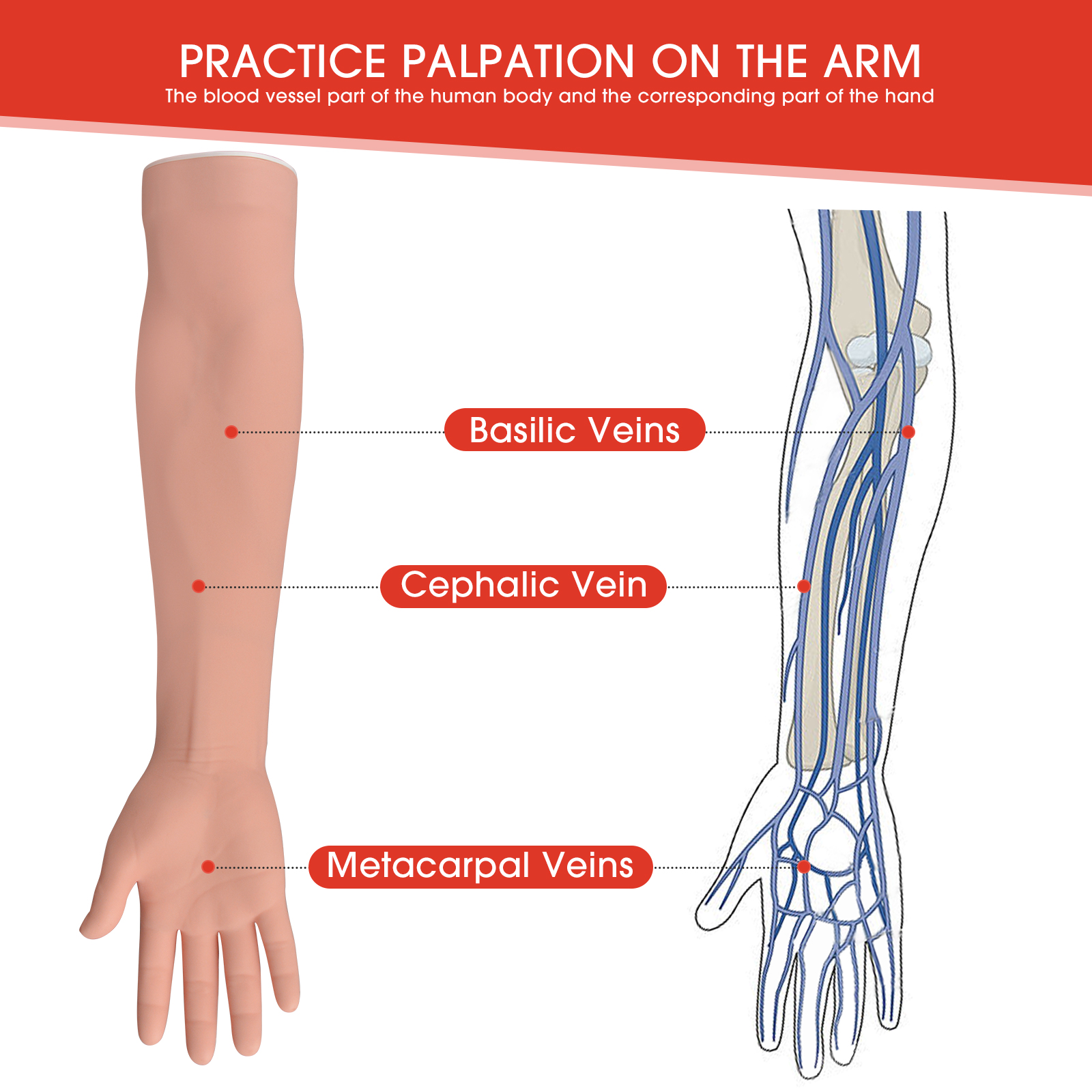 IV Practice Arm Features Visible & Palpable Vein System