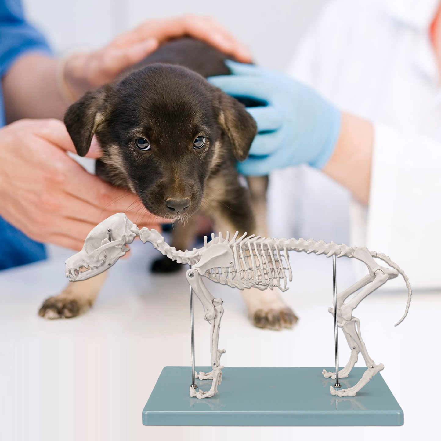 SimCoach Small Canine Skeleton Model, Veterinary Dog Model with Base