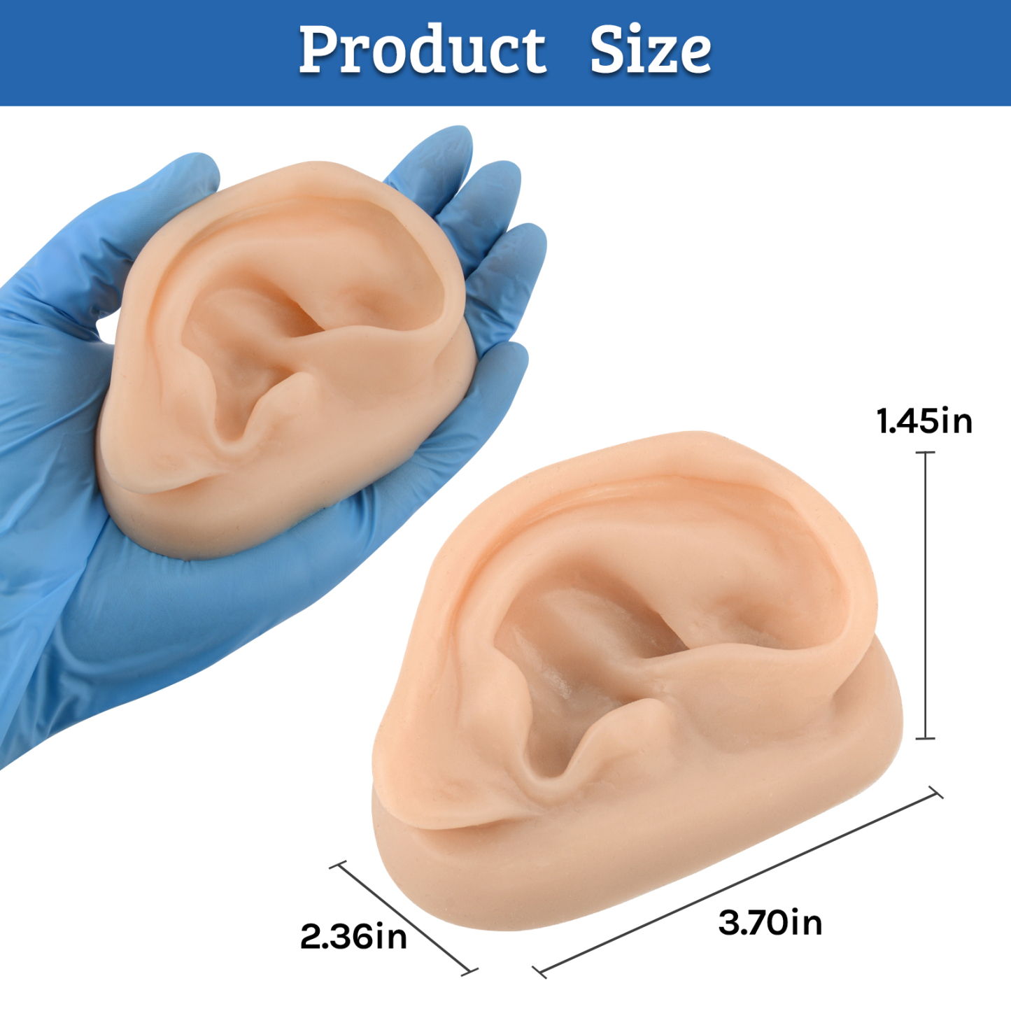 SimCoach Acupuncture Ear Model, Right Artificial Ear Replica for Auricular Therapy Teaching