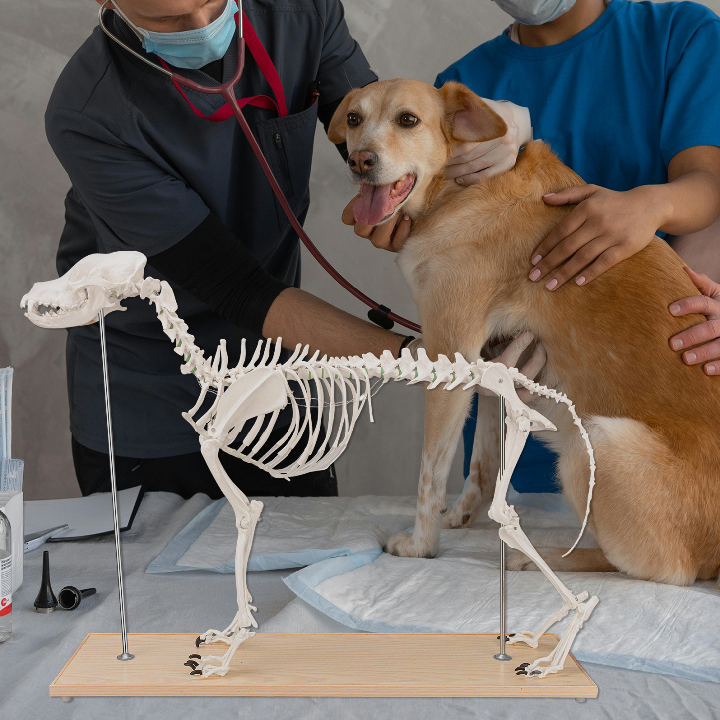 SimCoach Large Canine Skeleton Model, Veterinary Dog Model with Base