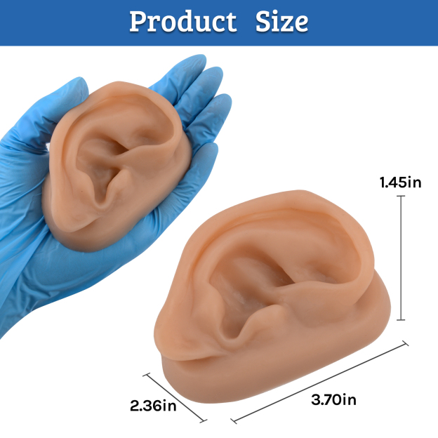 SimCoach Acupuncture Ear Model, Right Artificial Ear Replica for Auricular Therapy Teaching