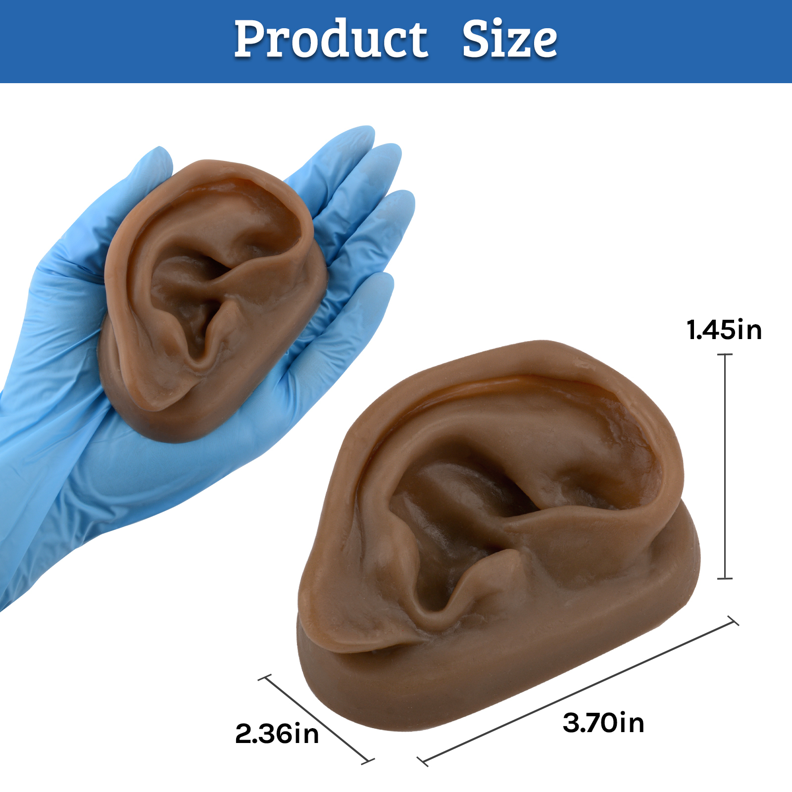 SimCoach Acupuncture Ear Model, Right Artificial Ear Replica for Auricular Therapy Teaching