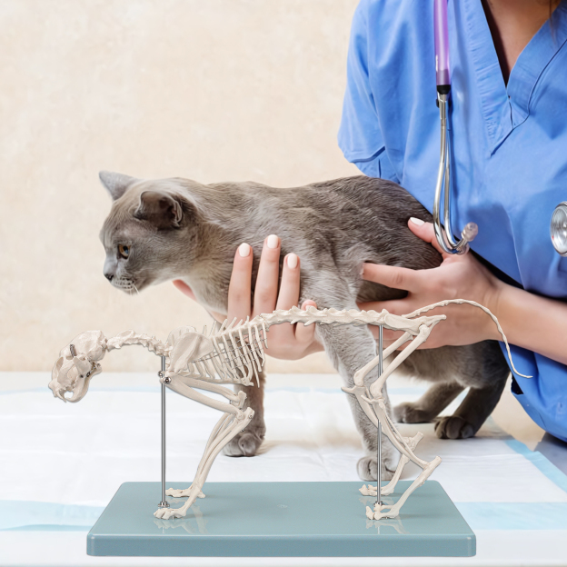 SimCoach Small Feline Skeleton Model, Veterinary Cat Model with Base