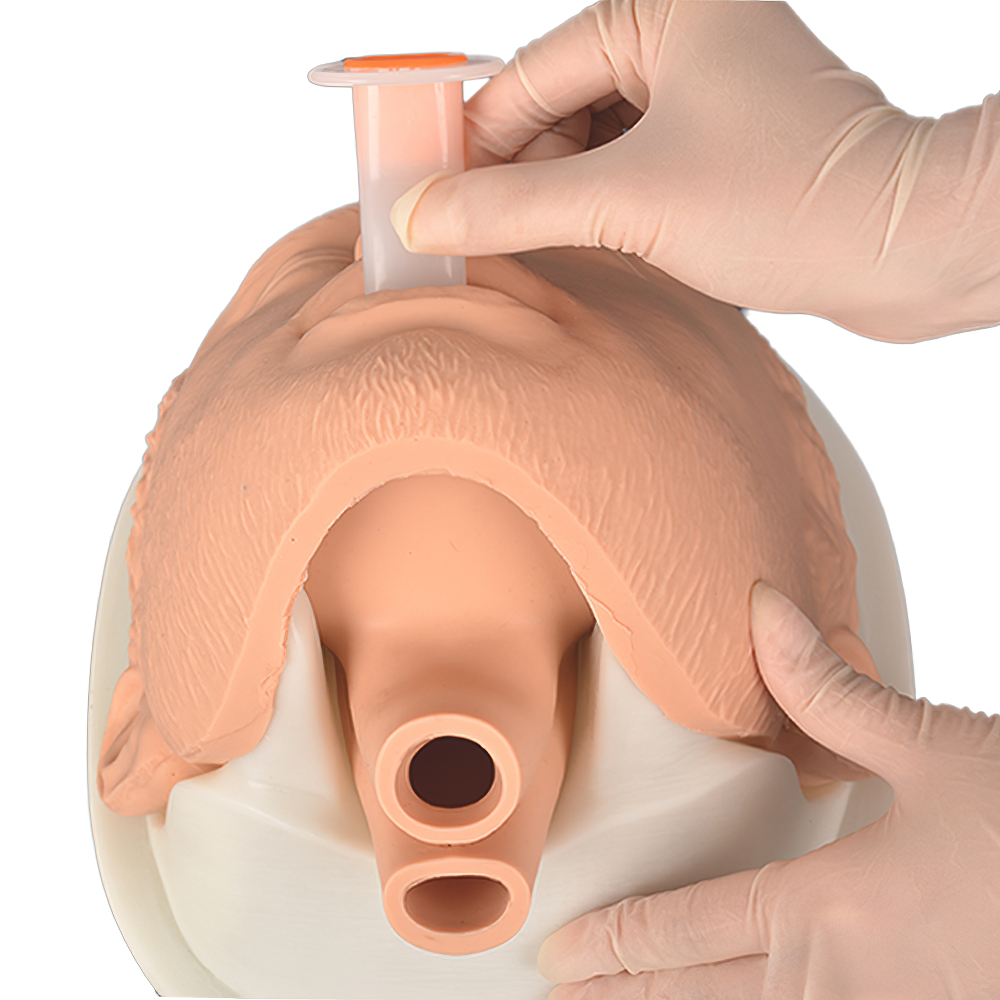 Adult Intubation Head for Emergency Medical Simulation