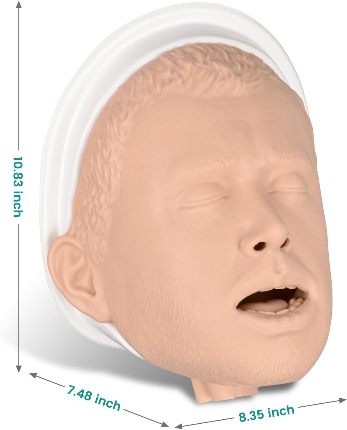 The Size Info of Adult Intubation Head Manikin