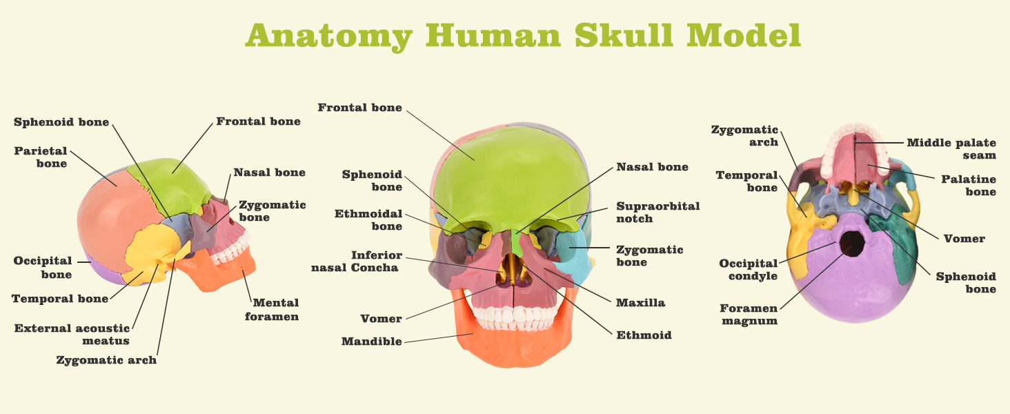 Instruction Manual for Colored Skull Model with 15 Parts