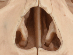 Detailed View of Nose Bones on Human Skull Model