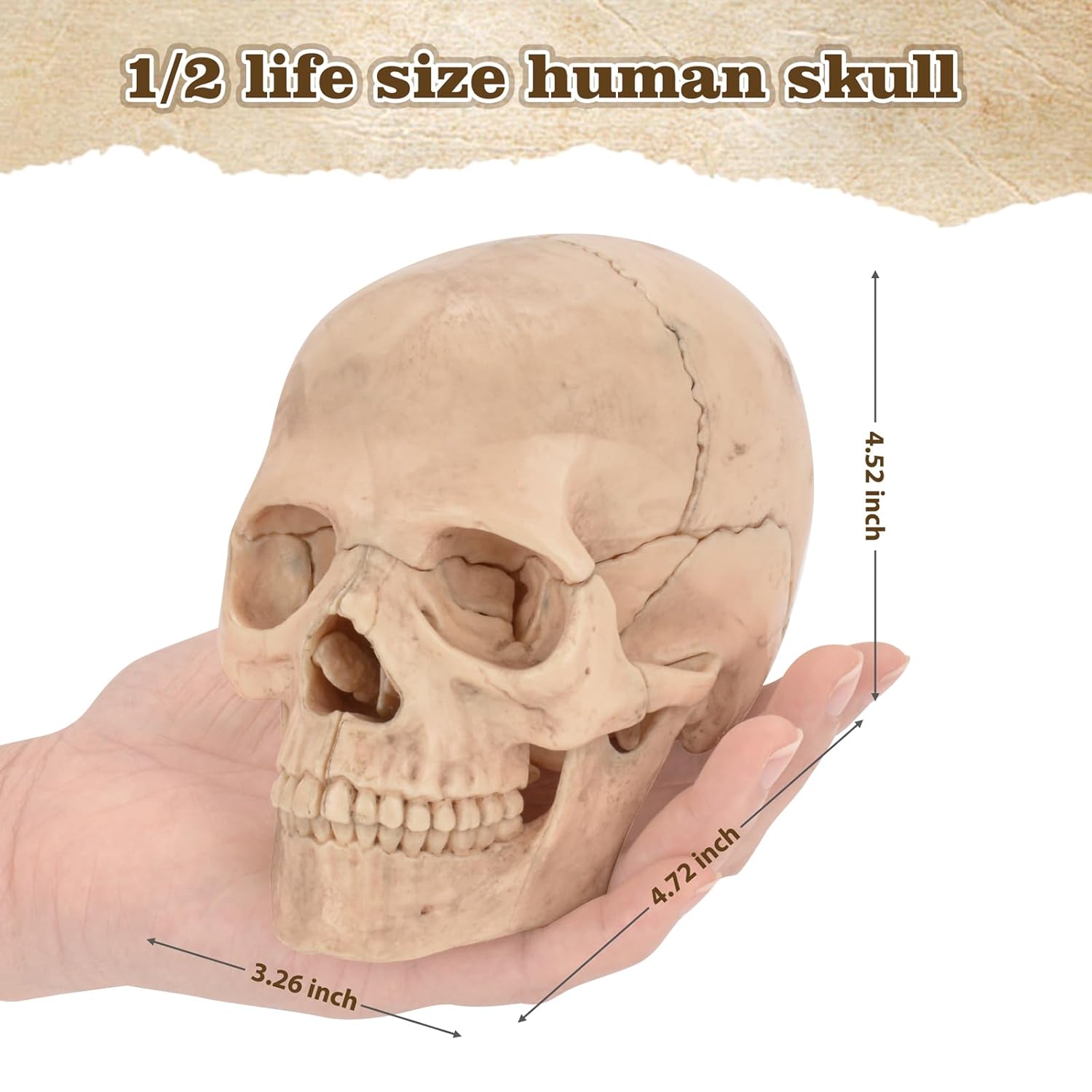Anatomy Skull Model Dimensions Display