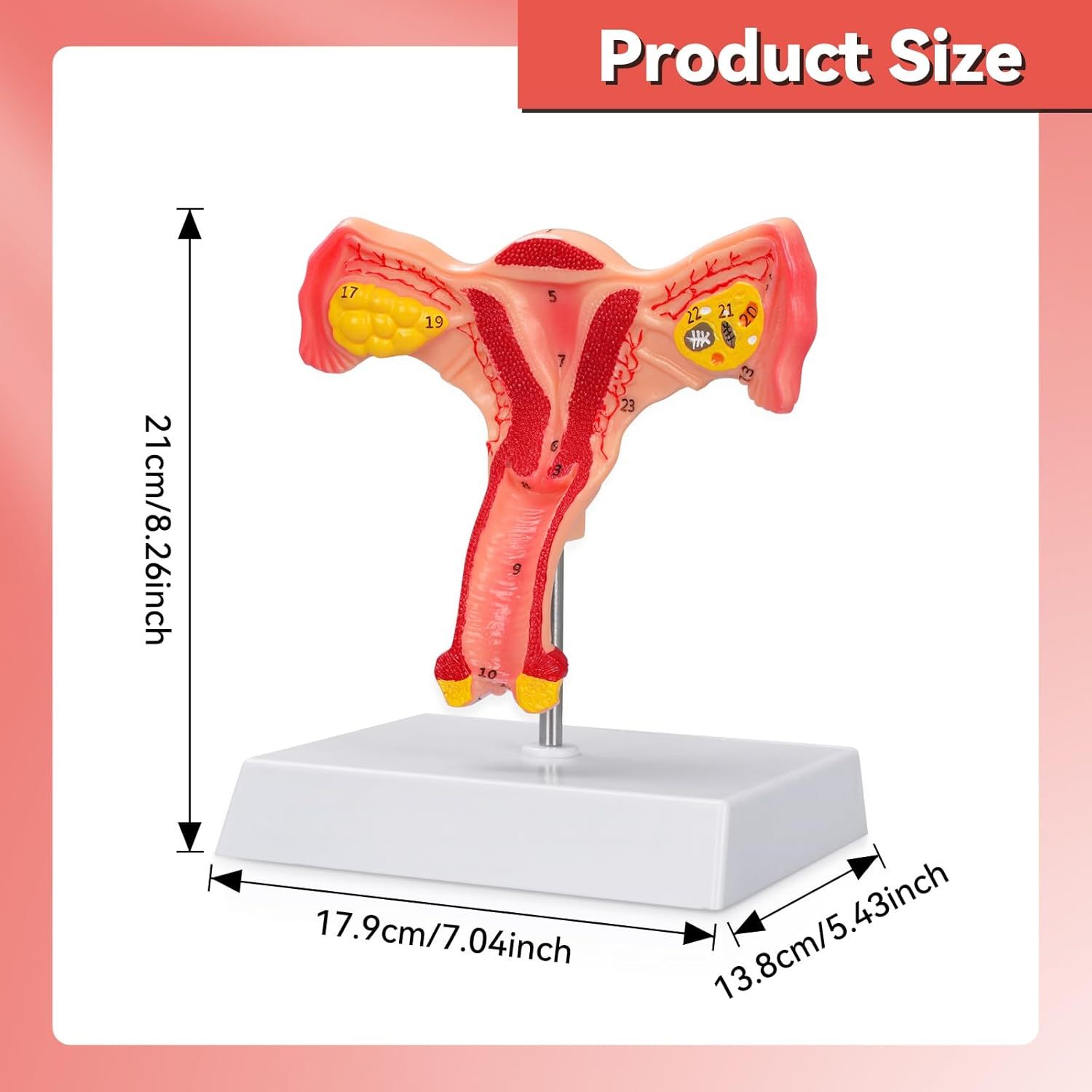 The Size Info of Female Uterus Ovary Anatomical Model