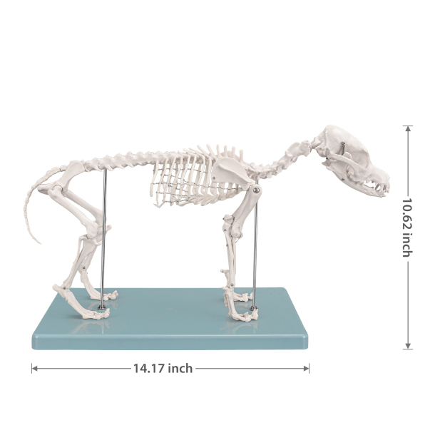 SimCoach Small Canine Skeleton Model, Veterinary Dog Model with Base