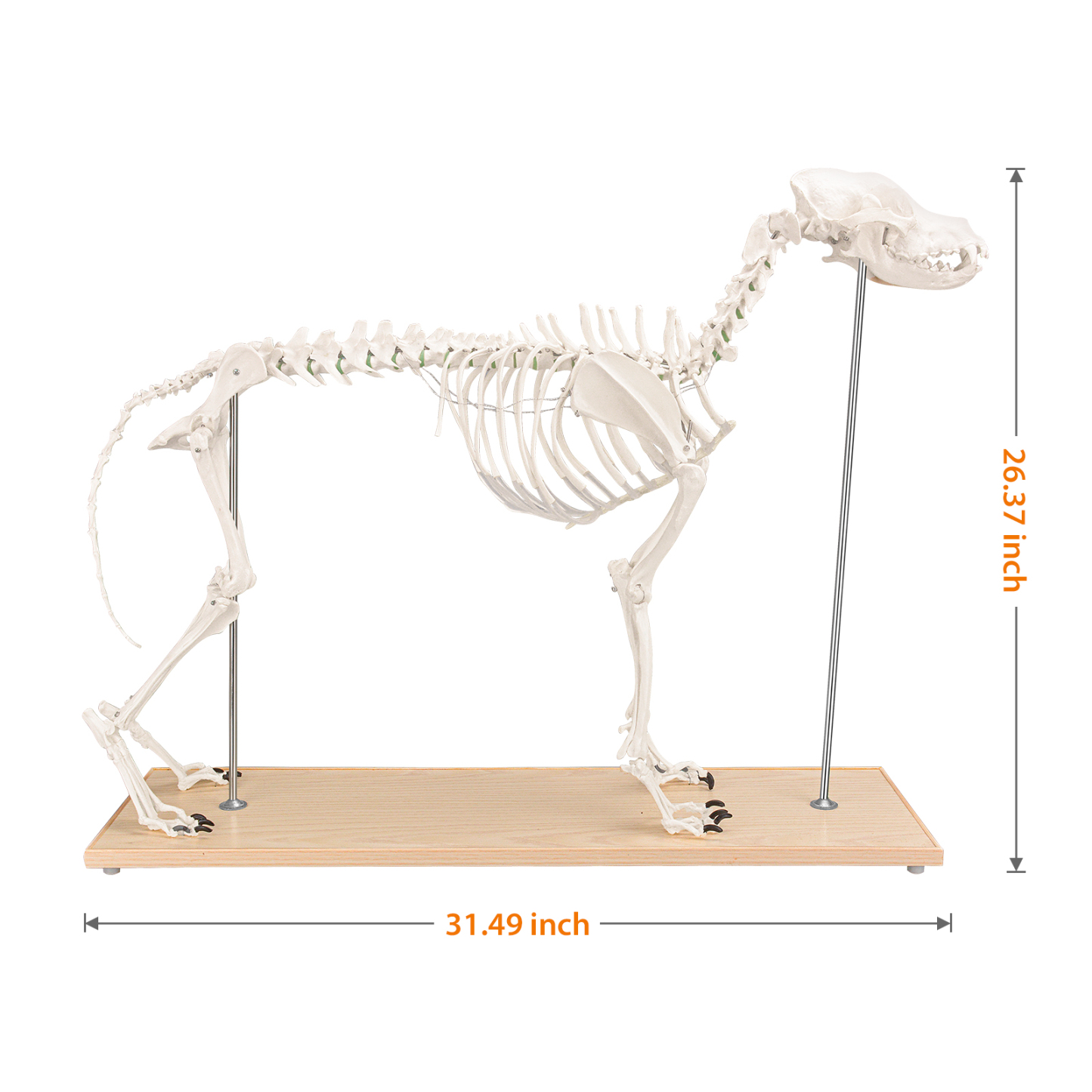 SimCoach Large Canine Skeleton Model, Veterinary Dog Model with Base