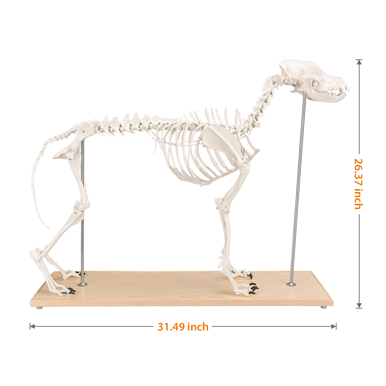 SimCoach Large Canine Skeleton Model, Veterinary Dog Model with Base