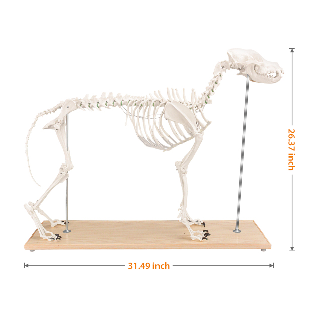 SimCoach Large Canine Skeleton Model, Veterinary Dog Model with Base