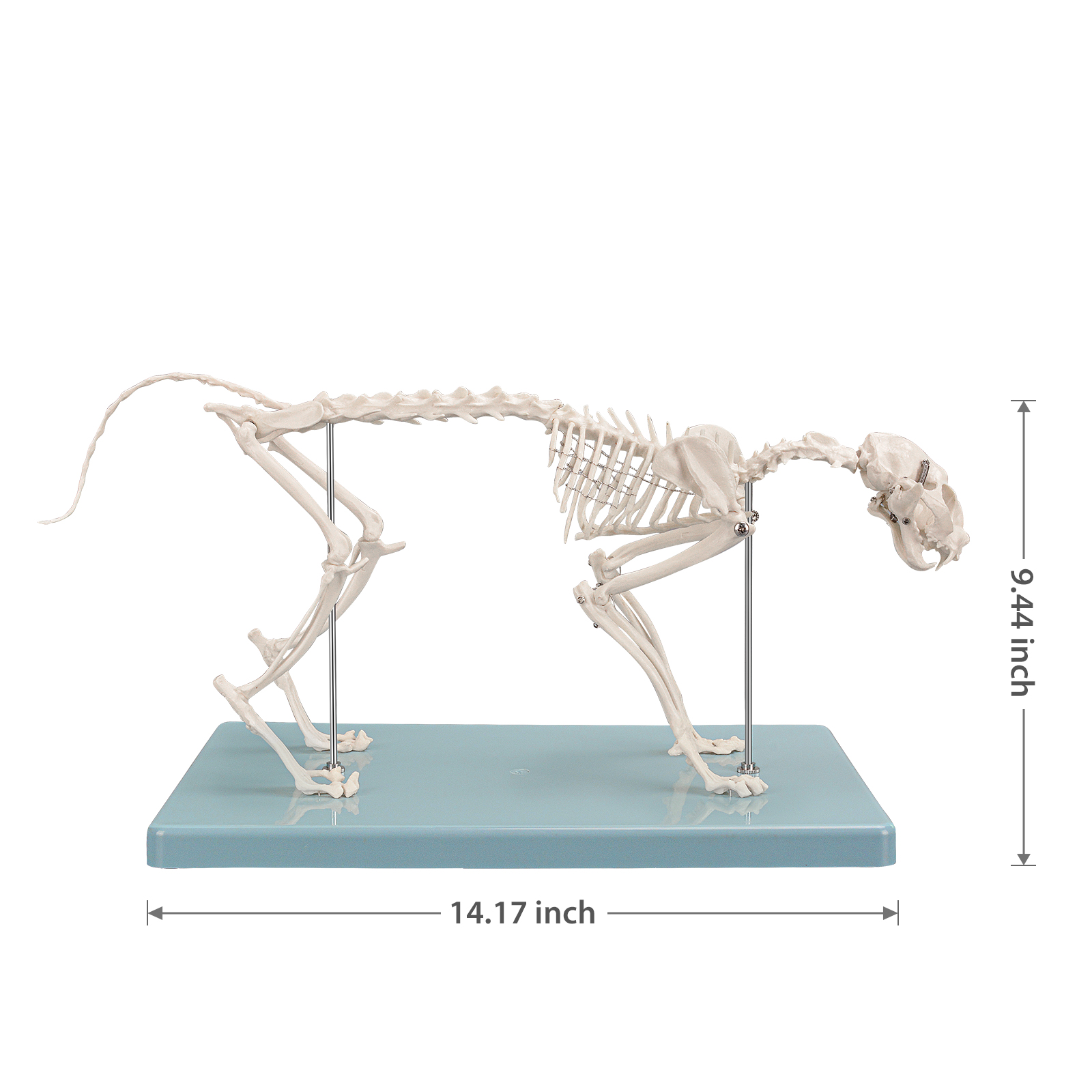 SimCoach Small Feline Skeleton Model, Veterinary Cat Model with Base