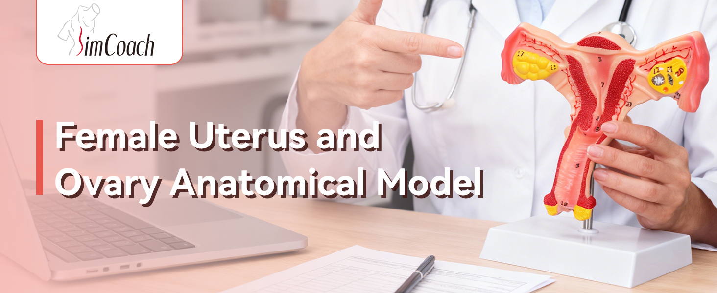Female Reproductive Model for Medical Education Gynecological Teaching Tool