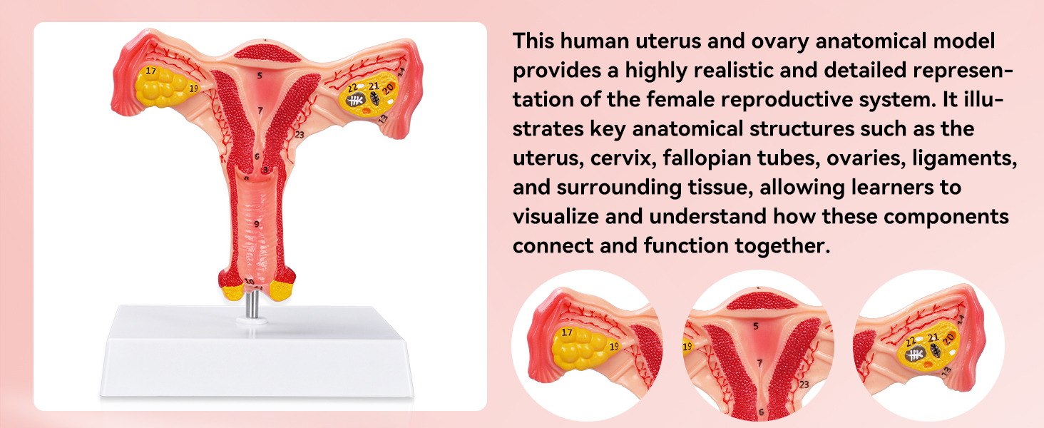 Detailed Overview Of Uterus And Ovary Model Features