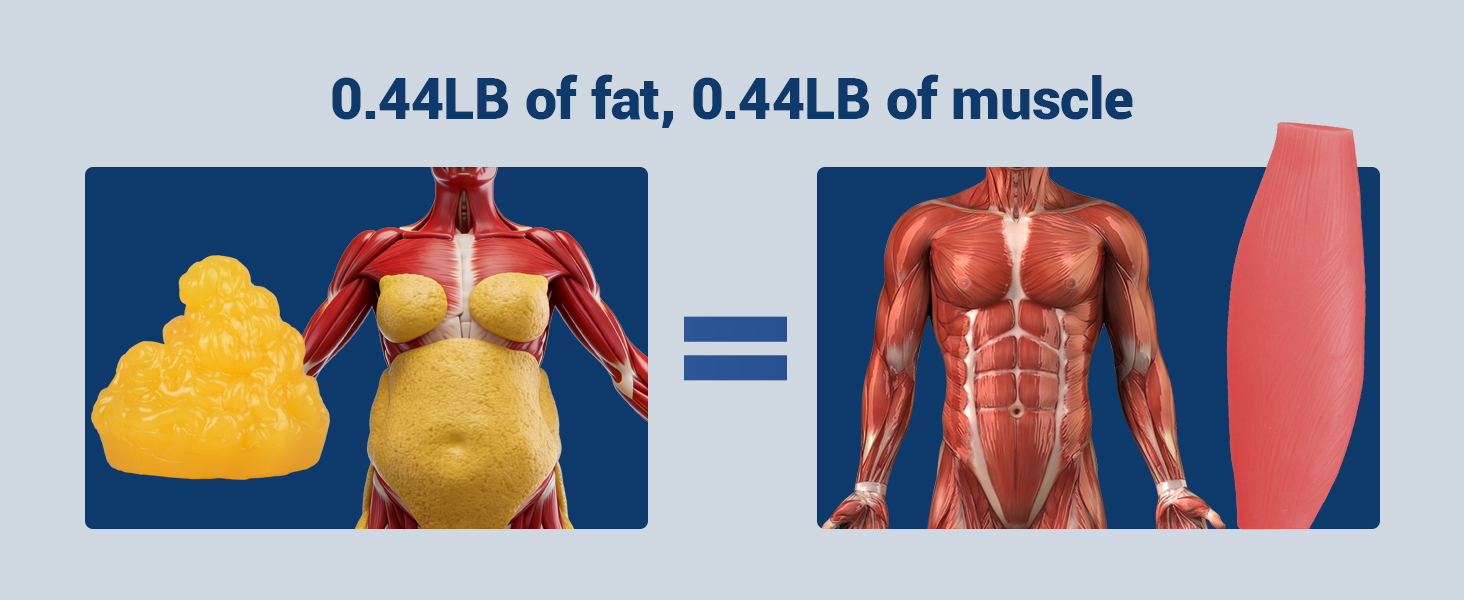 200g Fat Model Vs 200g Muscle Model Comparison