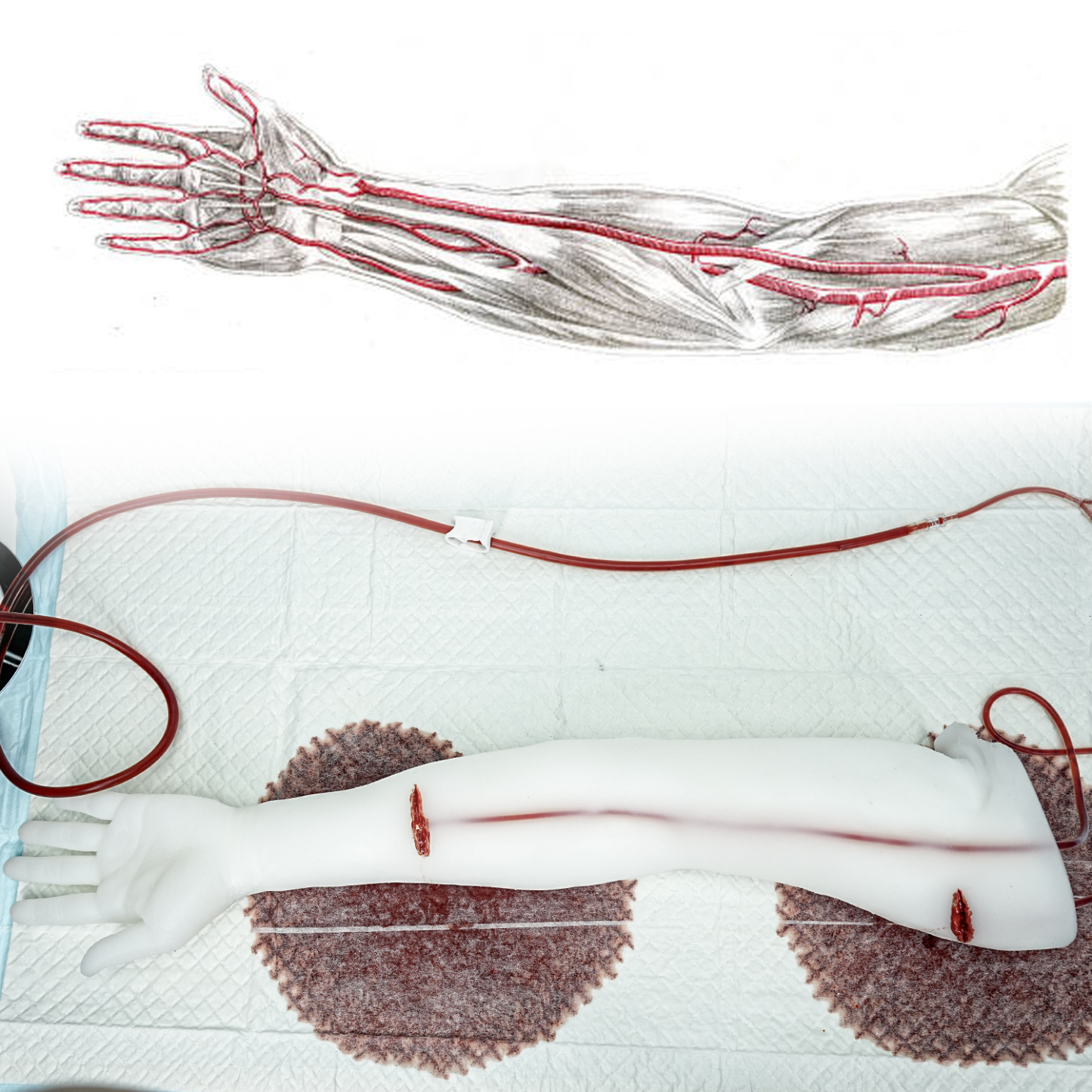 Visible Blood Flow Through Transparent Silicone Arm