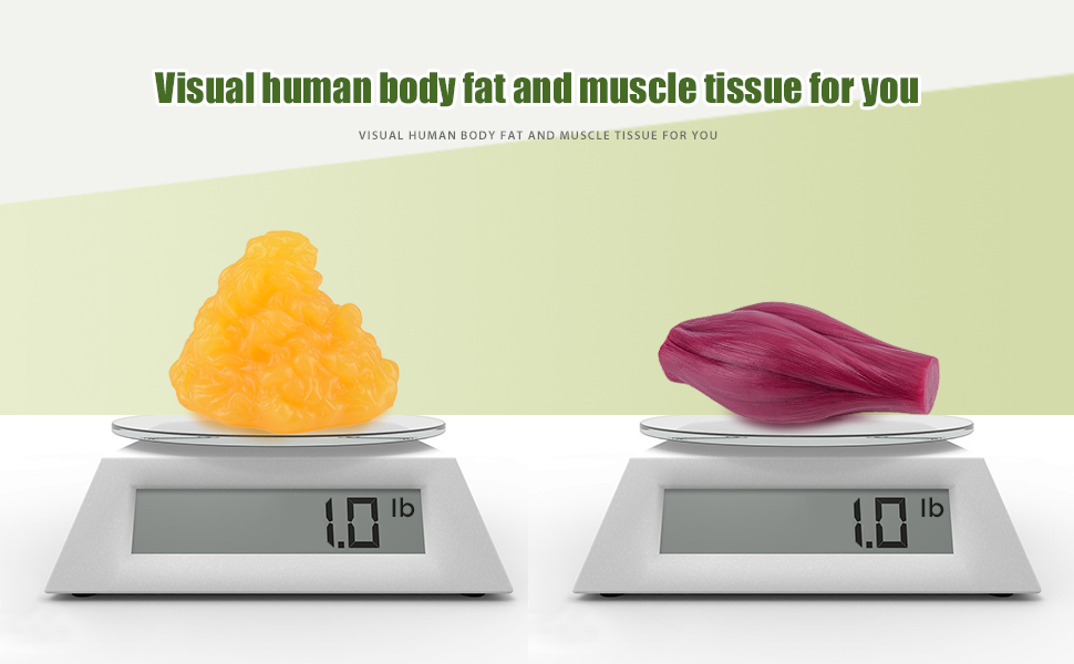 Actual Weight Of 1 Lb Fat And 1 Lb Muscle Models