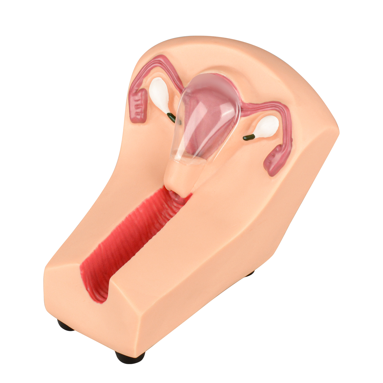 SimCoach Intrauterine Device Training Kit