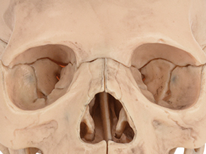 Close-up of Facial Bone Details on Anatomy Skull Model