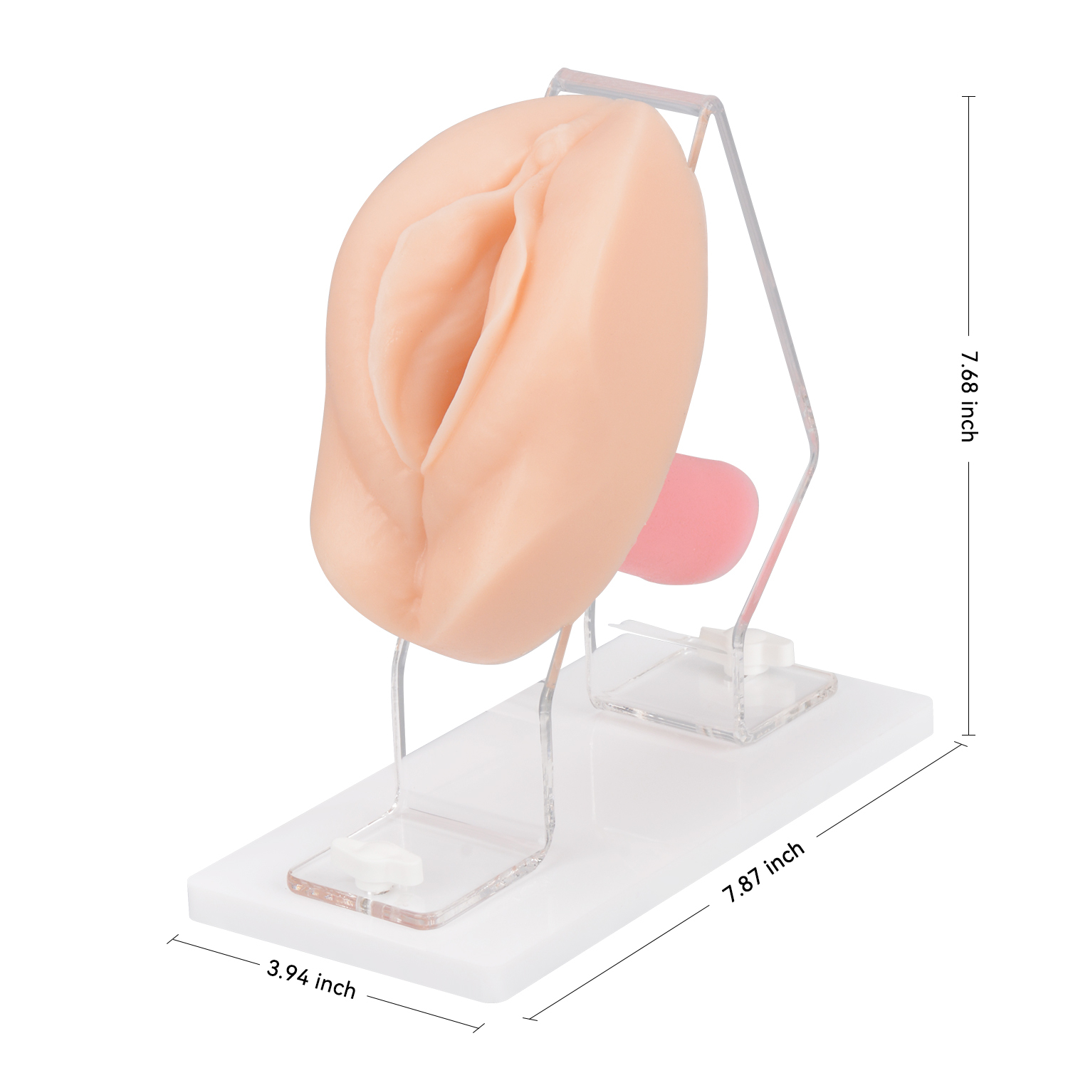 The Size Info of Pelvic Health Model