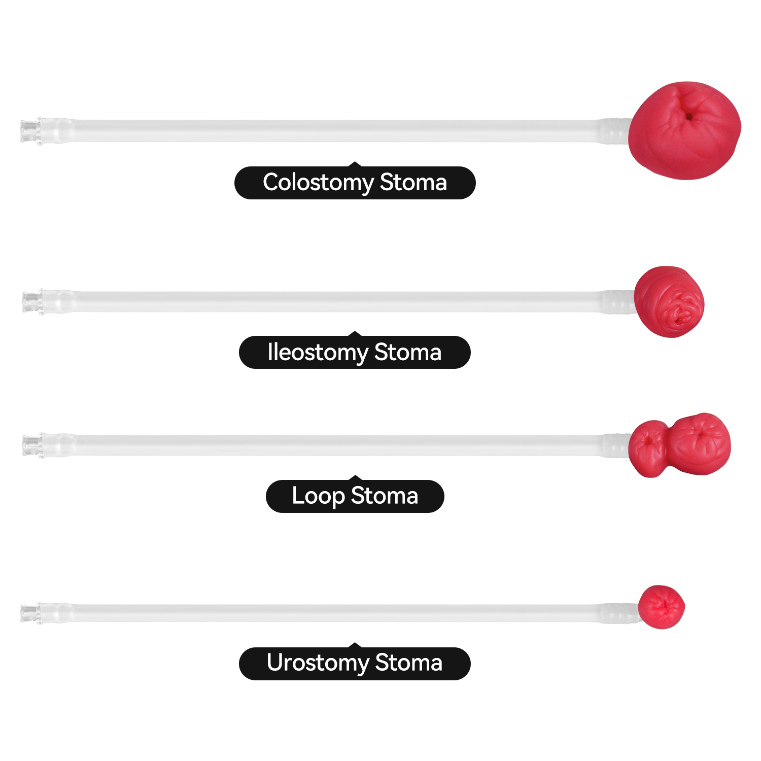 Wearable Ostomy Care Trainer with 4 Stoma Types