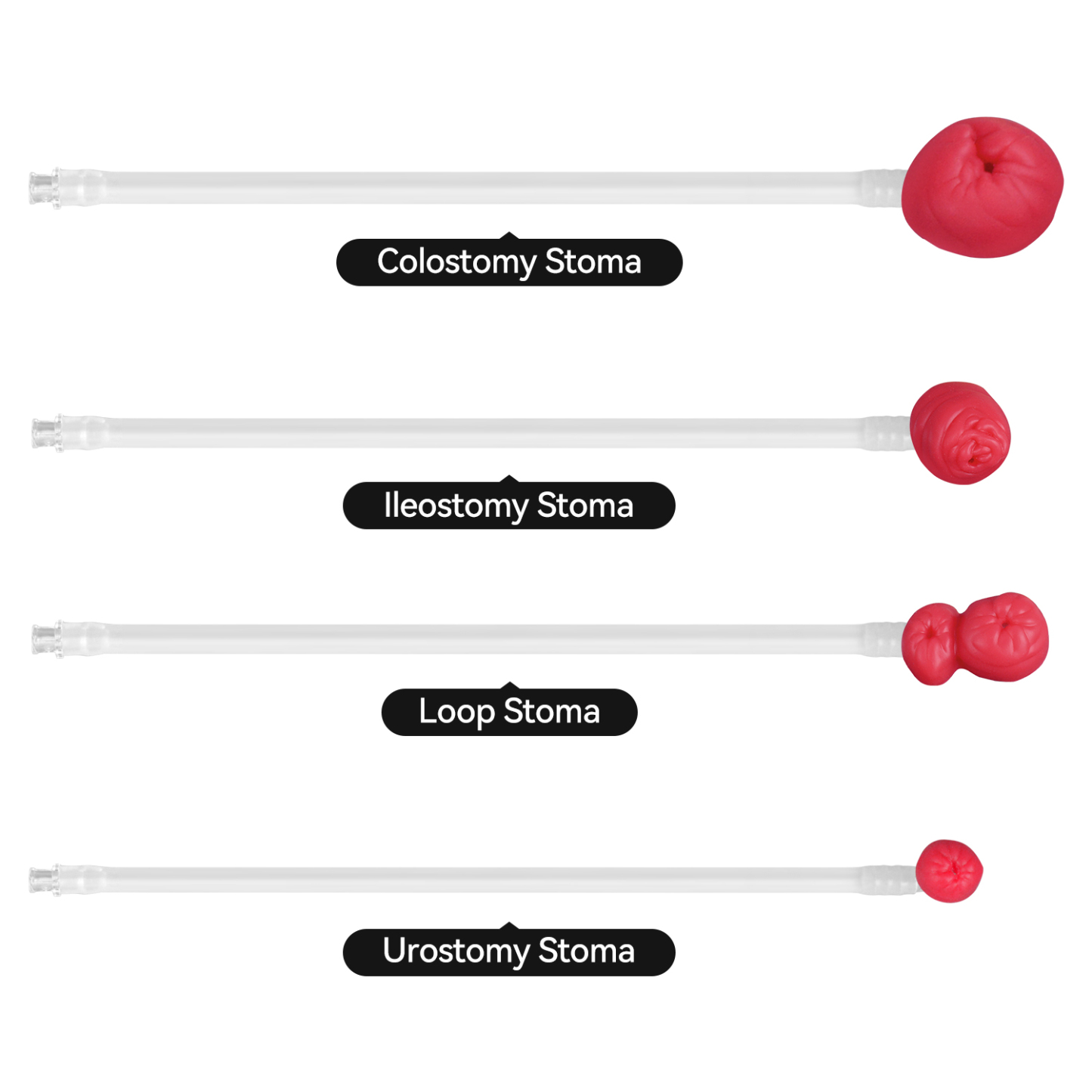 Wearable Ostomy Care Trainer with 4 Stoma Types