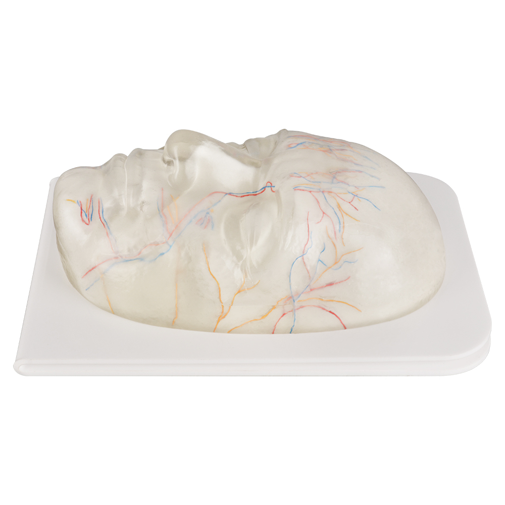 Aesthetician Using Clear Facial Injection Training Model