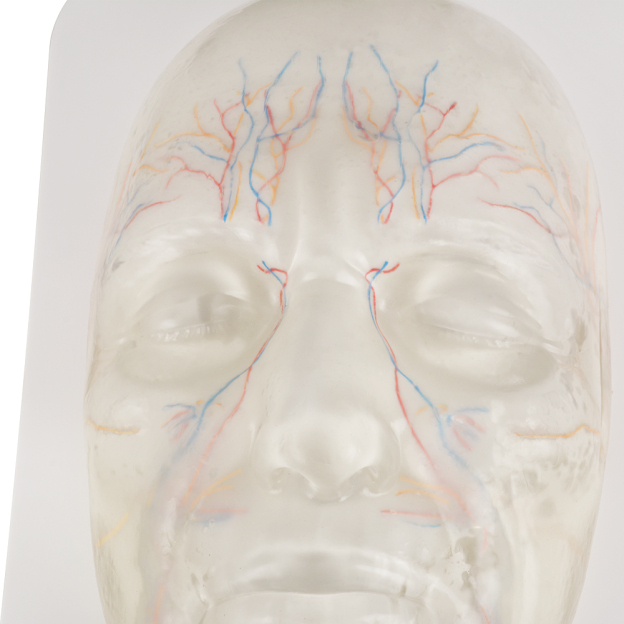 Facial Model With Realistic Vessels And Nerves