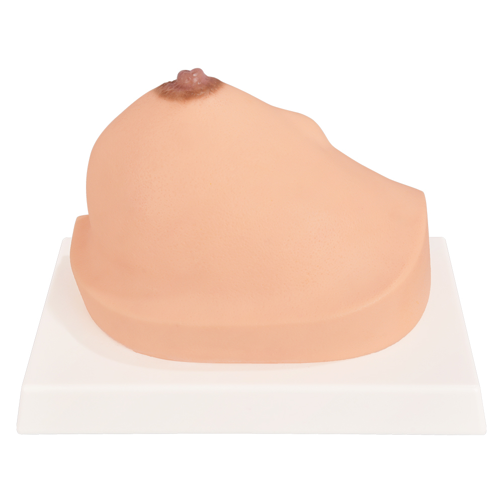 Durable PVC Breast Model For Classroom And Clinic Use
