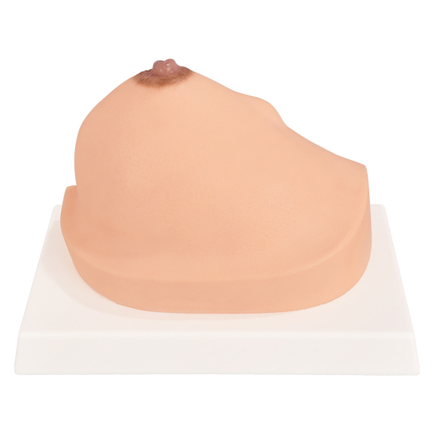 Durable PVC Breast Model For Classroom And Clinic Use
