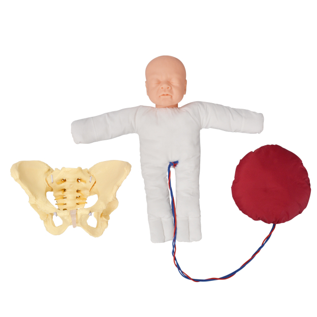 Female Pelvis Model With Fetal Demonstration Included