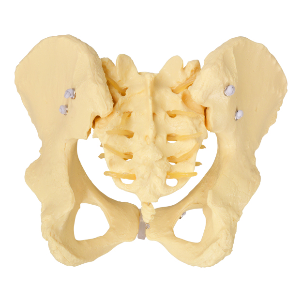 Life Size Female Pelvis Model For Obstetric Training
