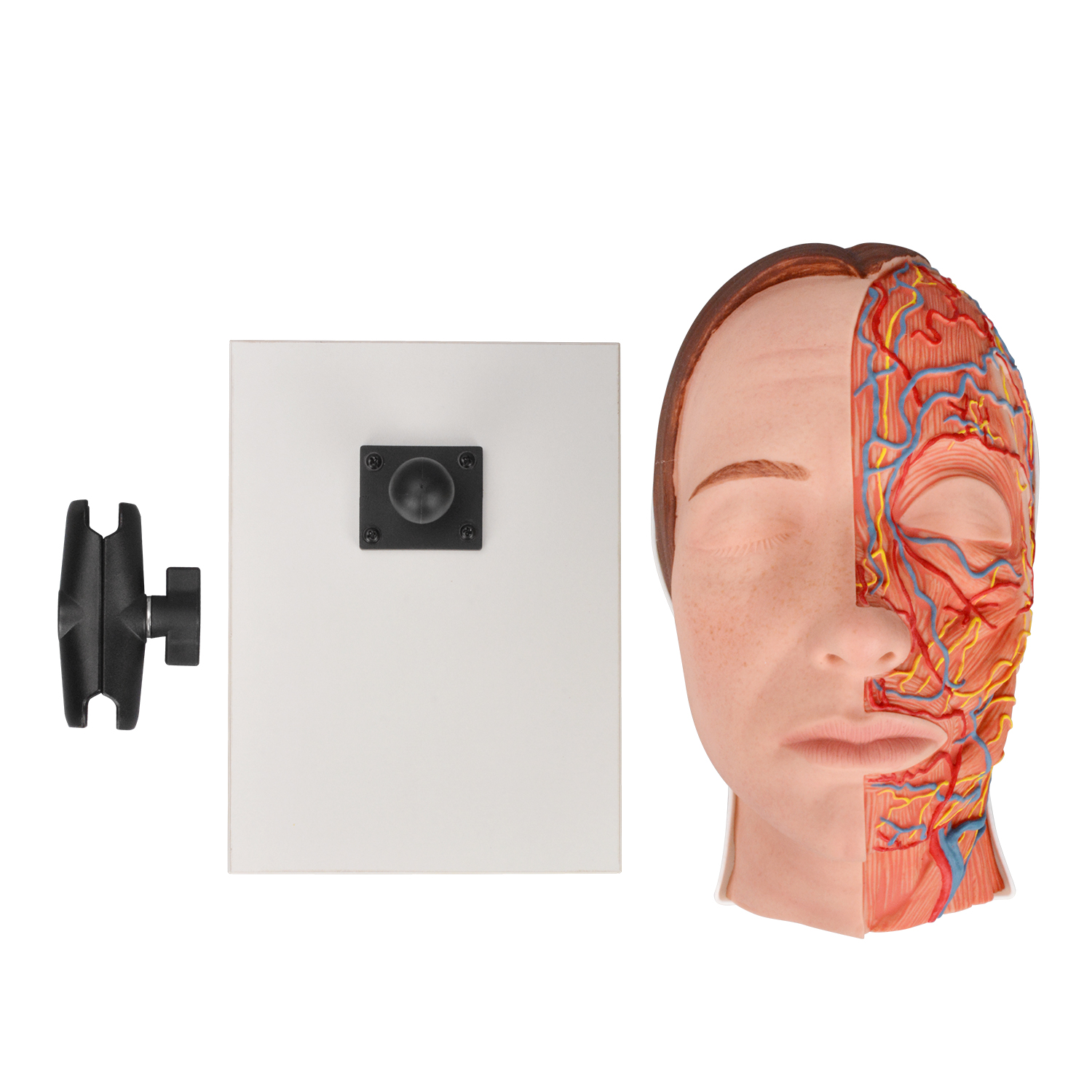 Facial Anatomy Injection Training Model