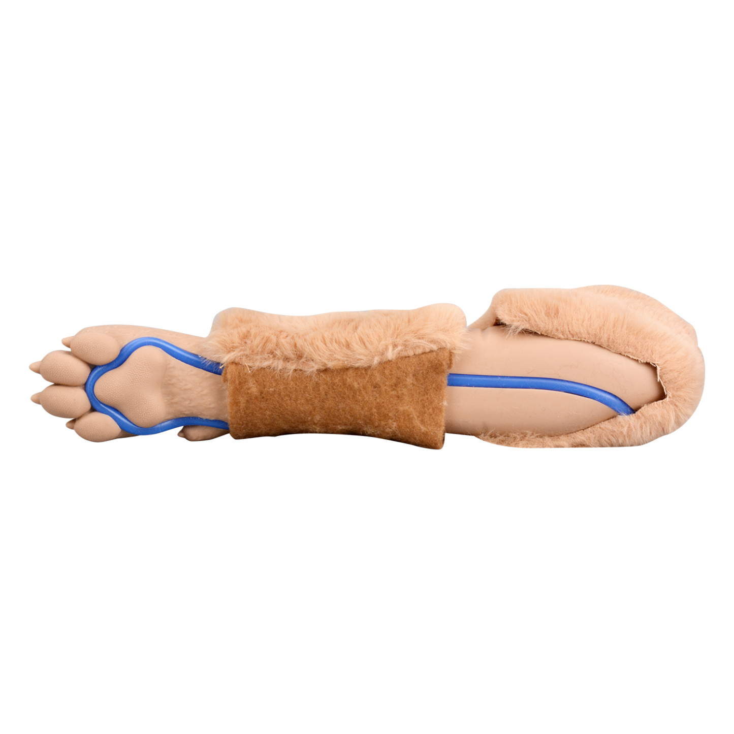 Realistic Canine Leg Model For Veterinary IV Skills